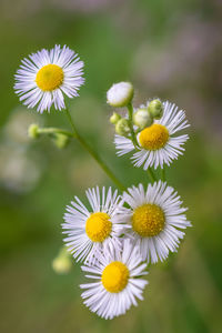 Close-up of white daisy flowers