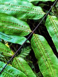 High angle view of fresh green leaves