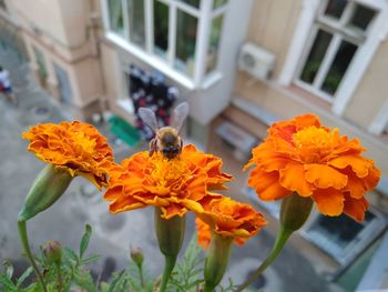 Close-up of bee on marigold flowers