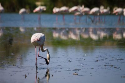 View of birds in lake