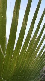 Full frame shot of leaves