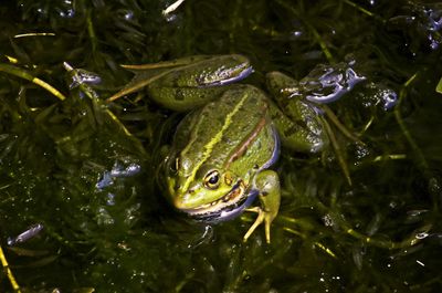 Close-up of frog in lake