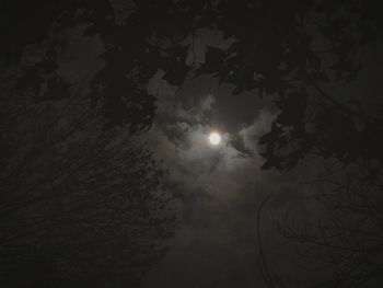 Low angle view of trees against sky at night