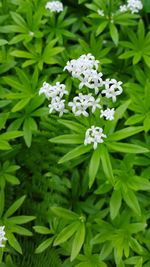 Close-up of white flowers