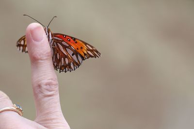 Monarch butterfly resting on finger