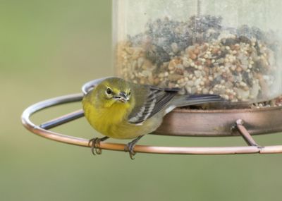 Close-up of bird perching on metal