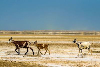 Goats walking on field at desert against clear sky