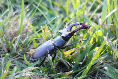 Close-up of insect on plant at field