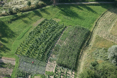 Green rows of grapevine under sun in plesivica vineyard region, croatia