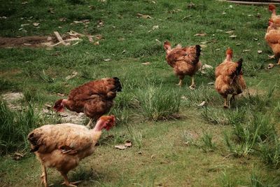 Chickens on field