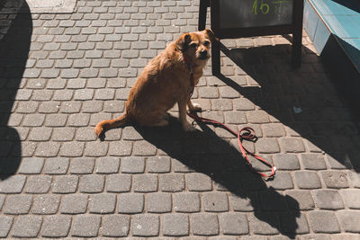 High angle view of cat sitting on sidewalk