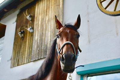 Portrait of horse in stable