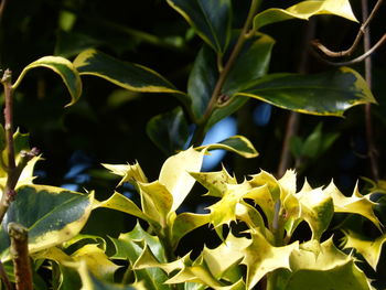 Close-up of fresh green plant