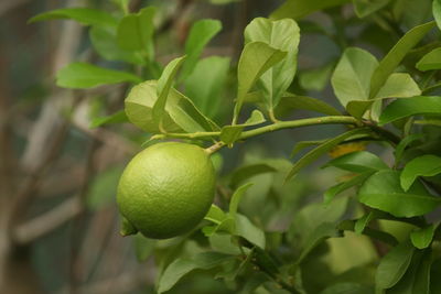 Close-up of lemon fruits growing on tree