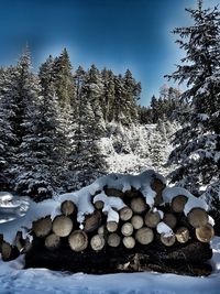 Stack of logs on snow covered land