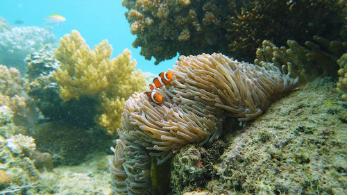 A clown anemonefish sheltering among the tentacles of its sea anemone. 