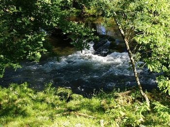 Scenic view of river amidst trees in forest