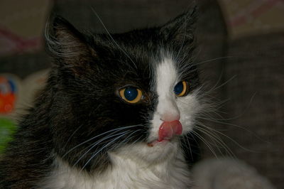 Close-up portrait of cat at home