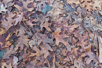 Full frame shot of dried autumn leaves