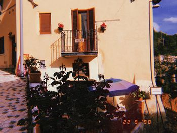 Potted plants on balcony against building