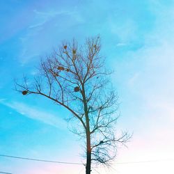 Low angle view of bare trees against blue sky