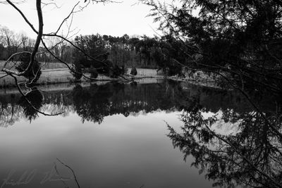 Reflection of trees in lake against sky