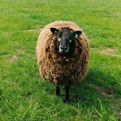 Portrait of sheep on grass