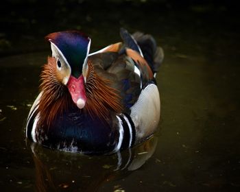 Close-up of duck swimming in lake