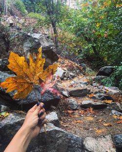 Close-up of hand holding maple leaves