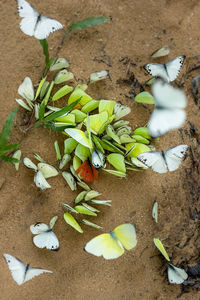 High angle view of white flowering plants on land