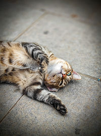 cat