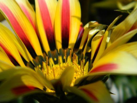 flower, petal, flower head, freshness, fragility, yellow, close-up, beauty in nature, growth, blooming, nature, pollen, single flower, selective focus, plant, stamen, focus on foreground, in bloom, blossom, botany