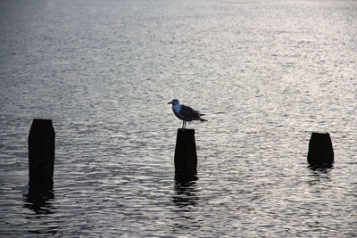 Seagull perching on wooden post in sea
