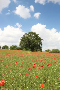 Red poppies blooming on field against sky