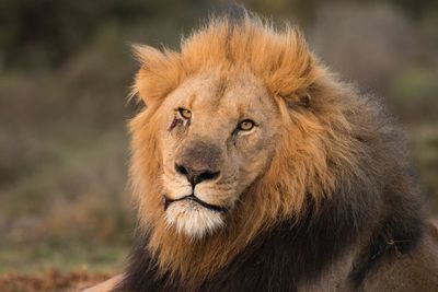 Portrait of majestic lion relaxing on field