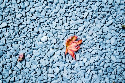 High angle view of autumn leaves on stones