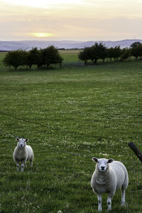 Sheep in a field