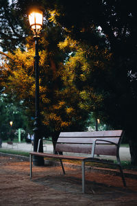 Illuminated trees at night