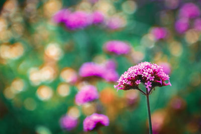 Close-up of pink flowering plant