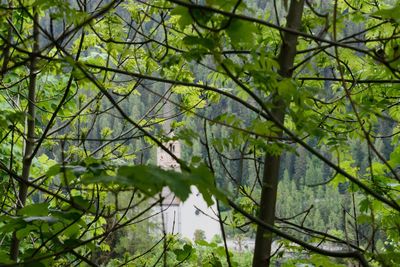 Low angle view of trees in forest