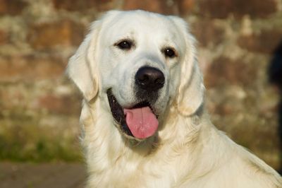 Close-up portrait of a dog. golden retriever.