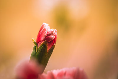 Close-up of pink tulip flower