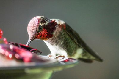 Close-up of bird perching on a feeder