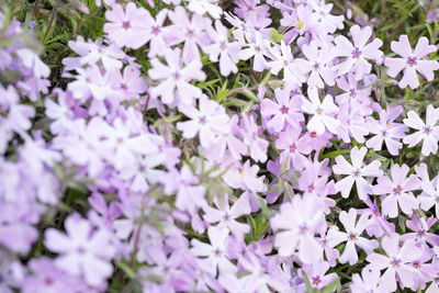 Close-up of pink flowers