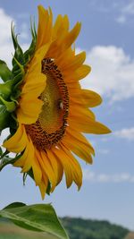 Close-up of sunflower