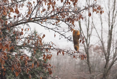 Low angle view of squirrel perching on tree