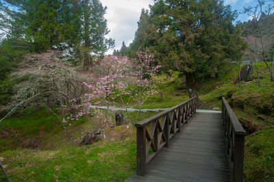 Trees in park