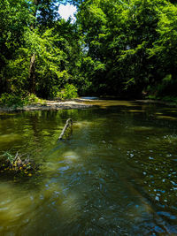 Scenic view of lake in forest