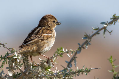 Close-up of bird perching on branch