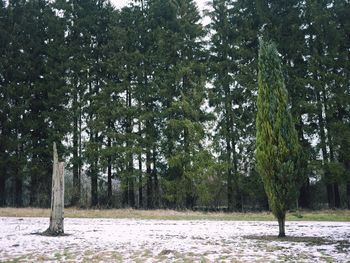 Trees against sky